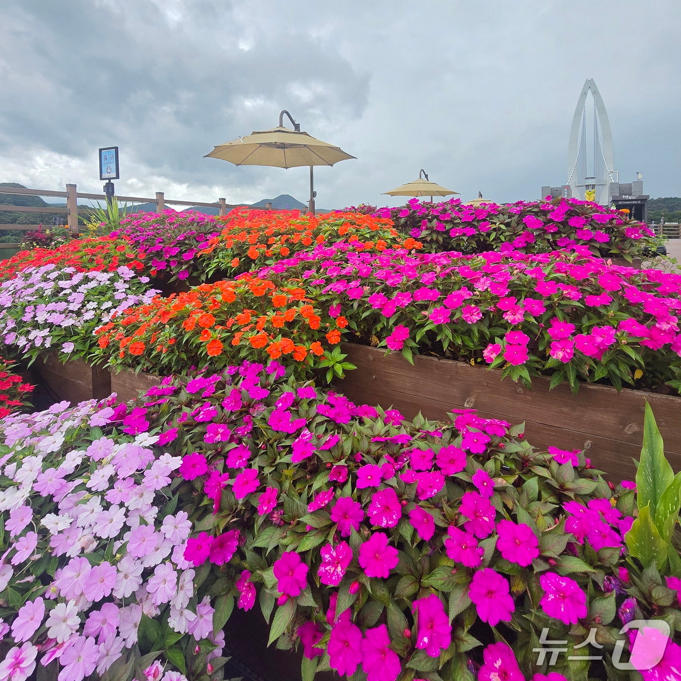 전북 임실군이 오는 19일 옥정호 출렁다리와 붕어섬의 안전 점검을 마치고 재개장한다.(임실군제공. 재판매 및 DB금지)2025.8.17/뉴스1
