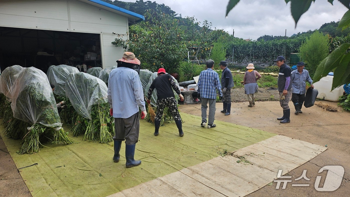 단양군 대강면 미노1리 마을 주민이 참깨 수확 일손돕기에 나섰다.(단양군청 제공. 재판매 및 DB금지)/뉴스1