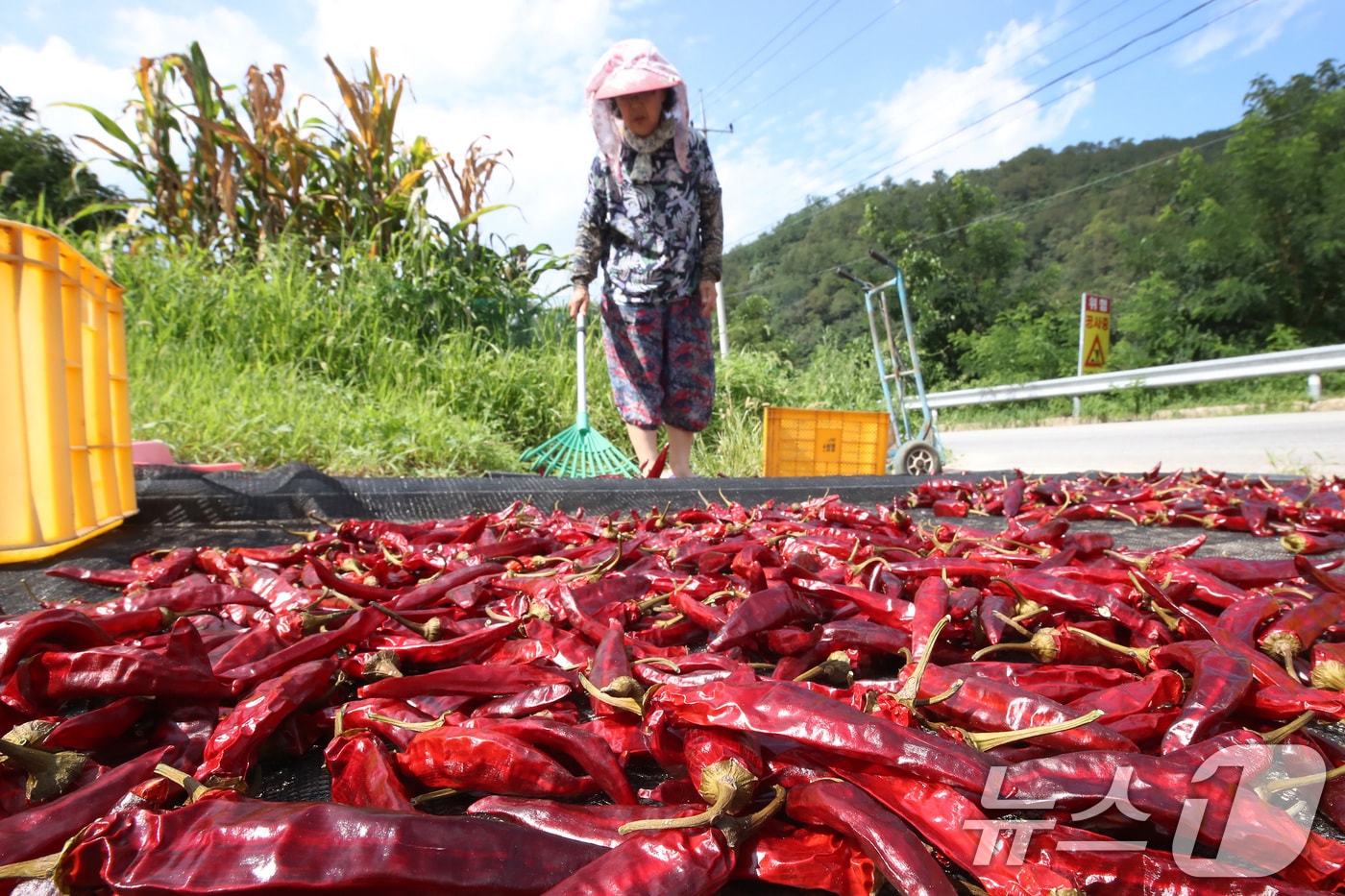 처서(處暑)를 닷새 앞둔 18일 오후 대구 군위군 부계면 한 농가에서 주민이 빨간 고추를 햇볕에 말리고 있다. 2025.8.18/뉴스1 ⓒ News1 공정식 기자