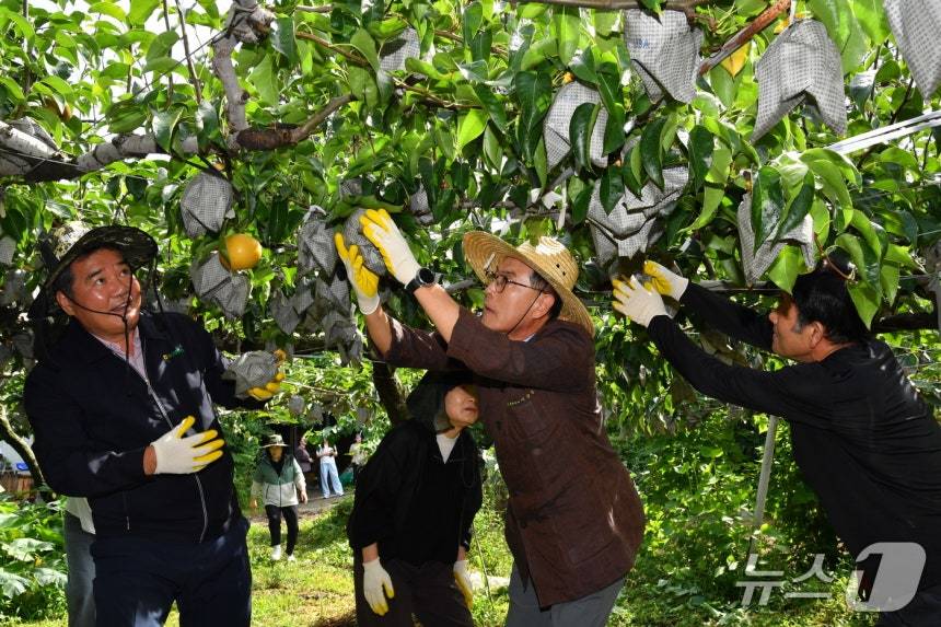 이순걸 울주군수가 지난 13일 온양읍 운화리 노동열 씨의 과수원에서 올해 첫 울주 햇배를 수확하고 있다. (울주군 제공. 재판매 및 DB 금지) /뉴스1