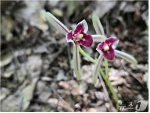  대흥란(제주도 제공. 재판매 및 DB 금지)/뉴스1