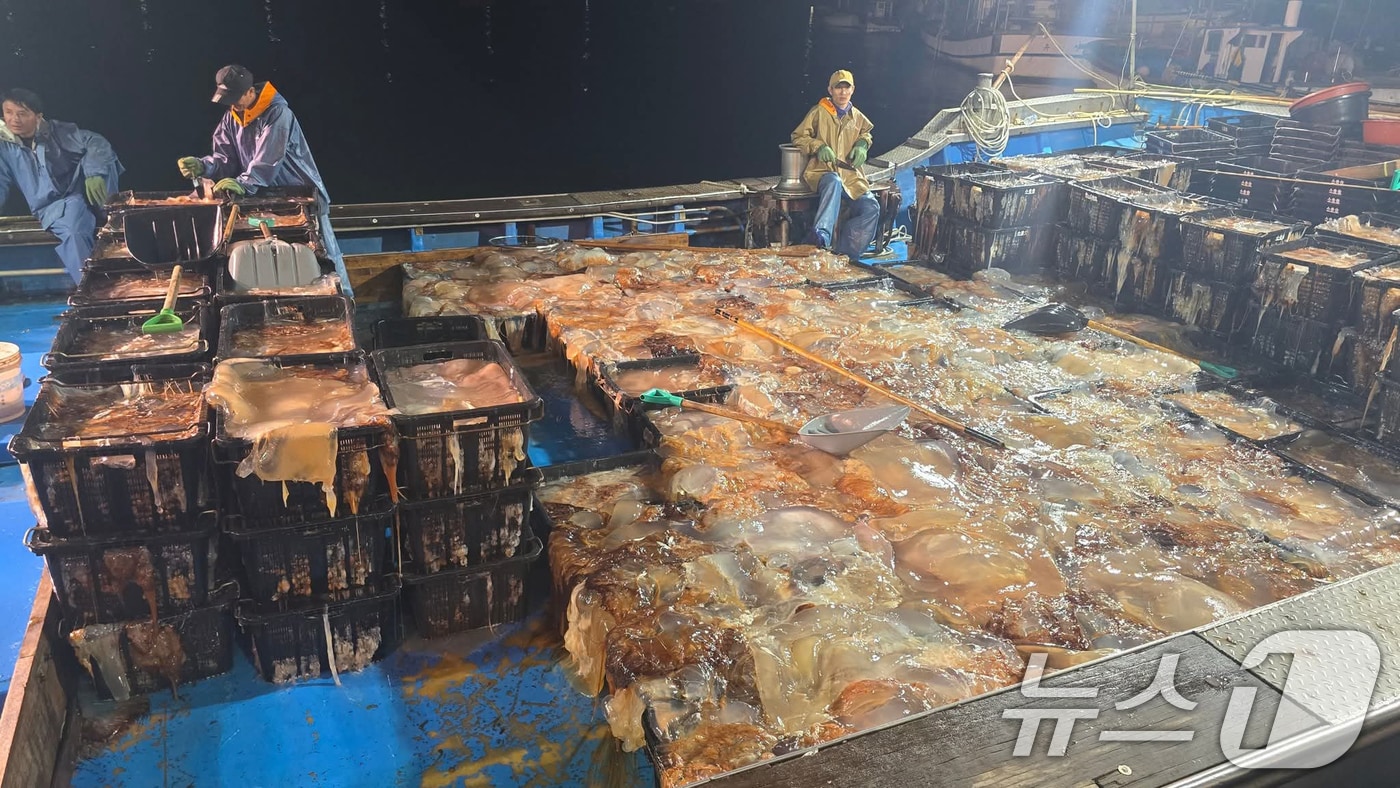 19일 포항시 남구 구룡포항에 입항한 어선에 해파리가 한가득 쌓여있다. (독자 제공, 재판매 및 DB금지) 2025.8.19/뉴스1 ⓒ News1 최창호 기자