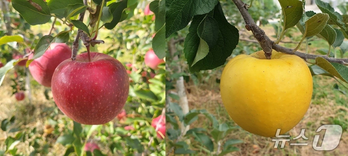 거창 사과 &#39;만홍&#39;과 &#39;골든볼&#39;&#40;거창군 제공. 재판매 및 DB금지&#41;.