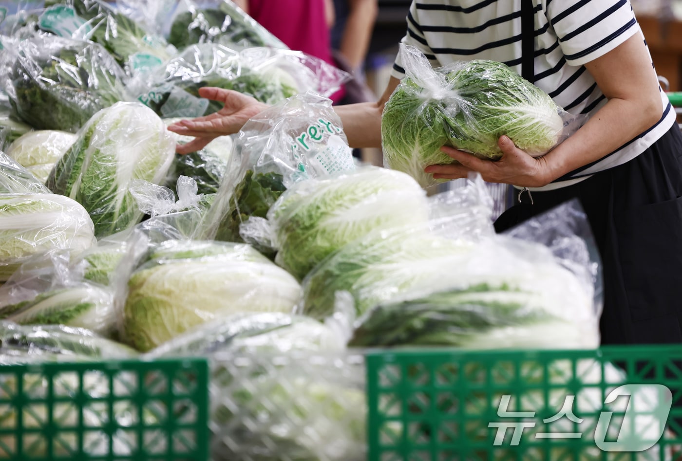 서울의 한 대형마트에서 시민들이 배추를 구매하는 모습. 2025.8.19/뉴스1 ⓒ News1 김민지 기자