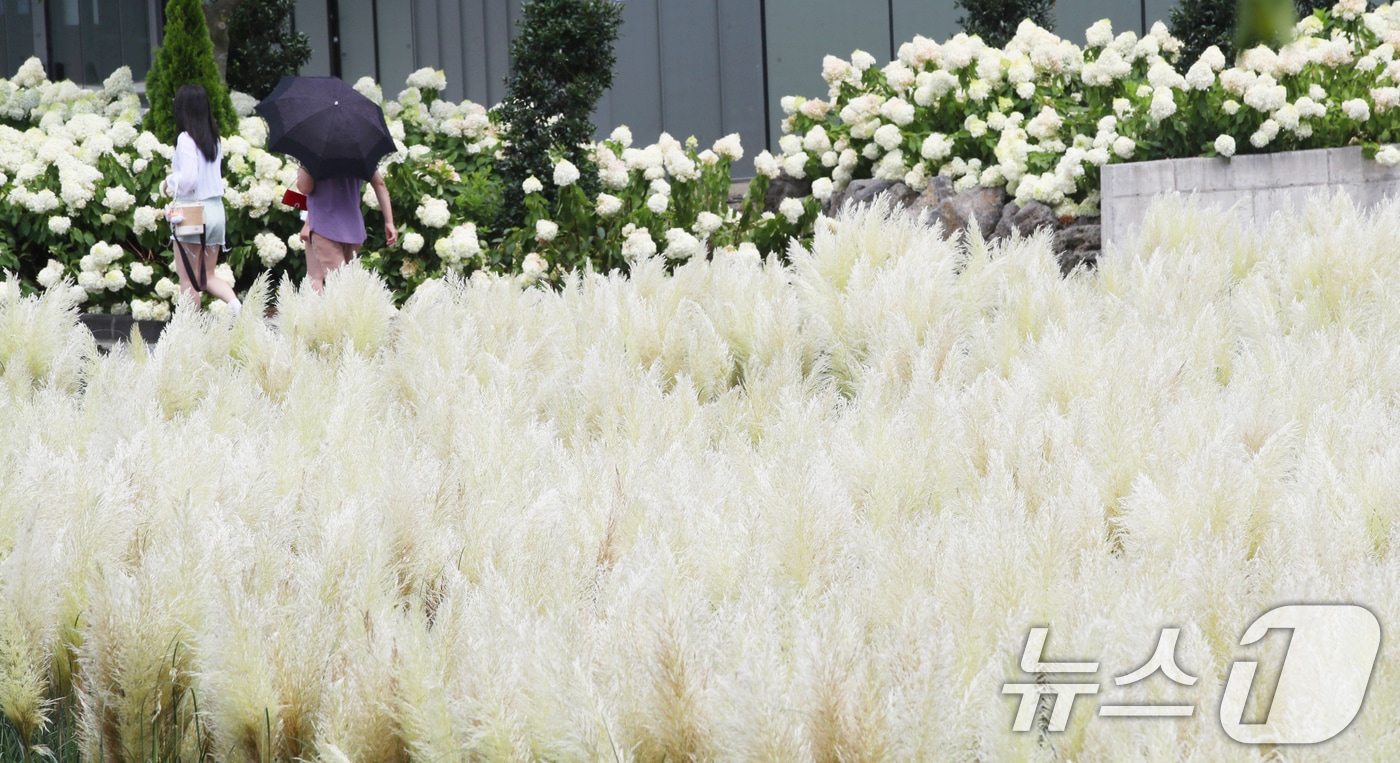 19일 오전 제주시 구좌읍 송당리 동화마을에 유럽수국과 함께 가을의 전령사 팜파스그라스가 활짝 펴 계절의 변화를 알리고 있다. 2025.8.19/뉴스1 ⓒ News1 오현지 기자