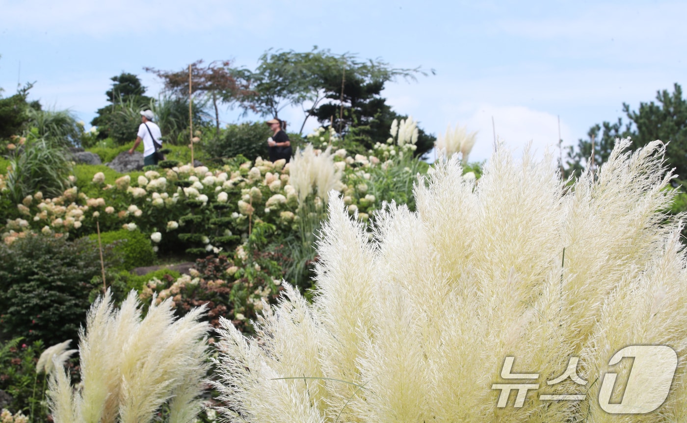 19일 오전 제주시 구좌읍 송당리 동화마을에 유럽수국과 함께 가을의 전령사 팜파스그라스가 활짝 펴 계절의 변화를 알리고 있다. 2025.8.19/뉴스1 ⓒ News1 오현지 기자