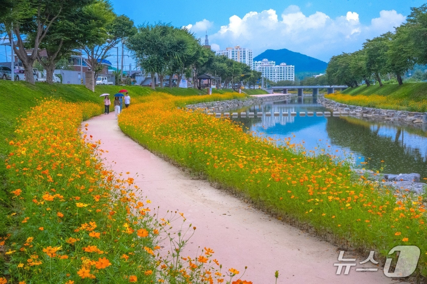  황화코스모스 꽃길이 조성된 전북 순창의 양지천.&#40;순창군 제공. 재판매 및 DB금지&#41;/뉴스1 