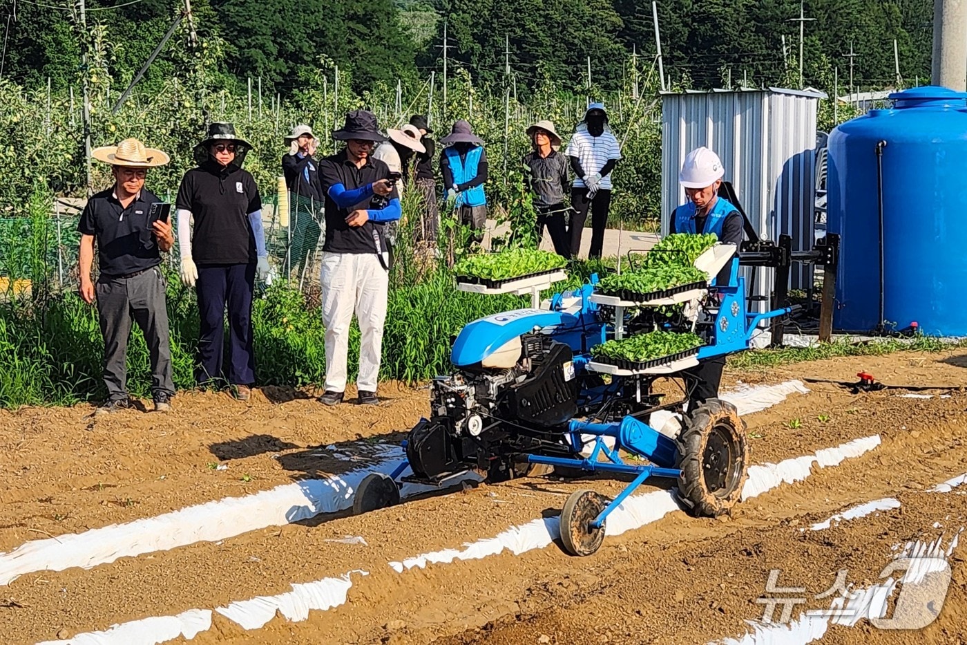 전북 무주군의 여름 배추 재배지 시범사업 현장.&#40;무주군 제공. 재판매 및 DB금지&#41;