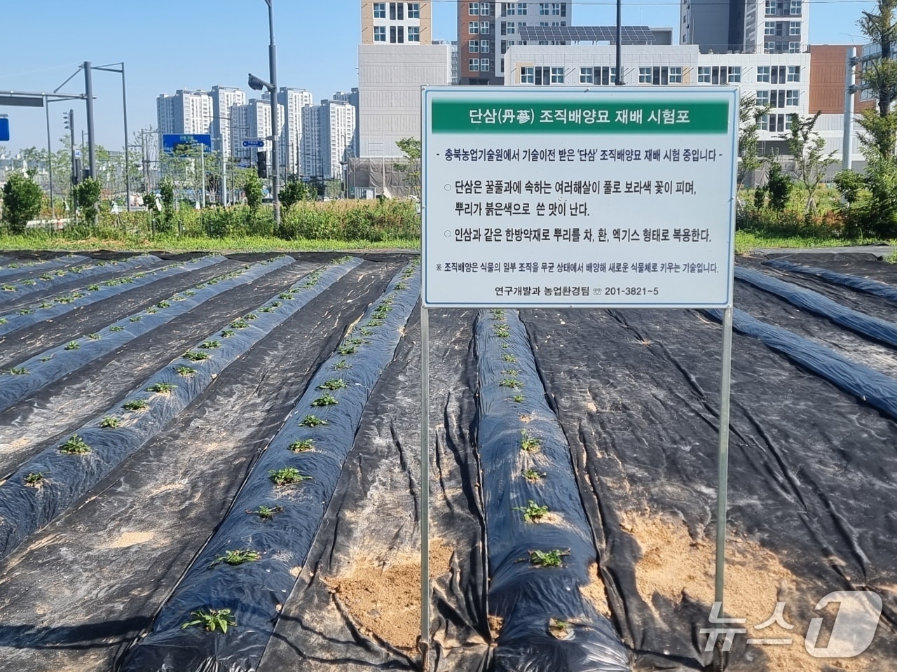 청주시농기센터, 단삼 조직배양묘 시험 재배포 조성(시 제공. 재판매 및 DB금지)./뉴스1