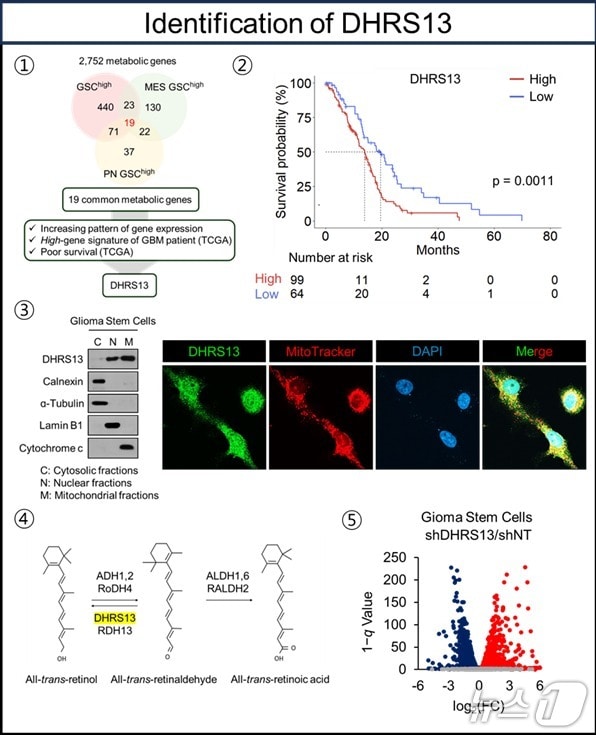 뇌종양줄기세포의 생존과 연관된 대사 유전자 'DHRS13' 발굴 설명(한국연구재단 제공) /뉴스1