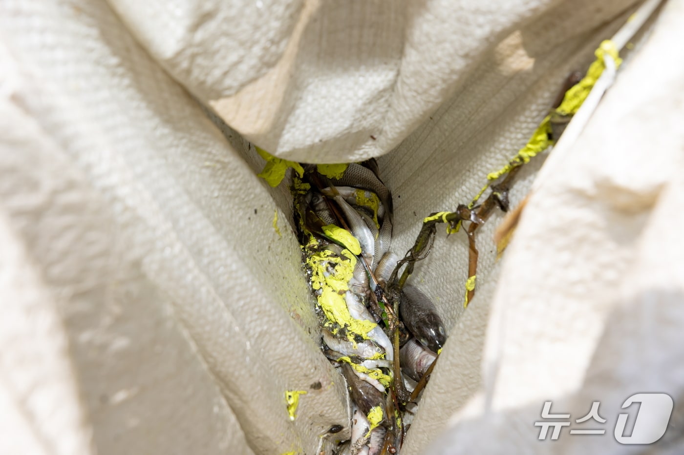 수원천 어류 집단 폐사. &#40;수원시 제공. 재판매 및 DB 금지&#41; 2025.8.20/뉴스1