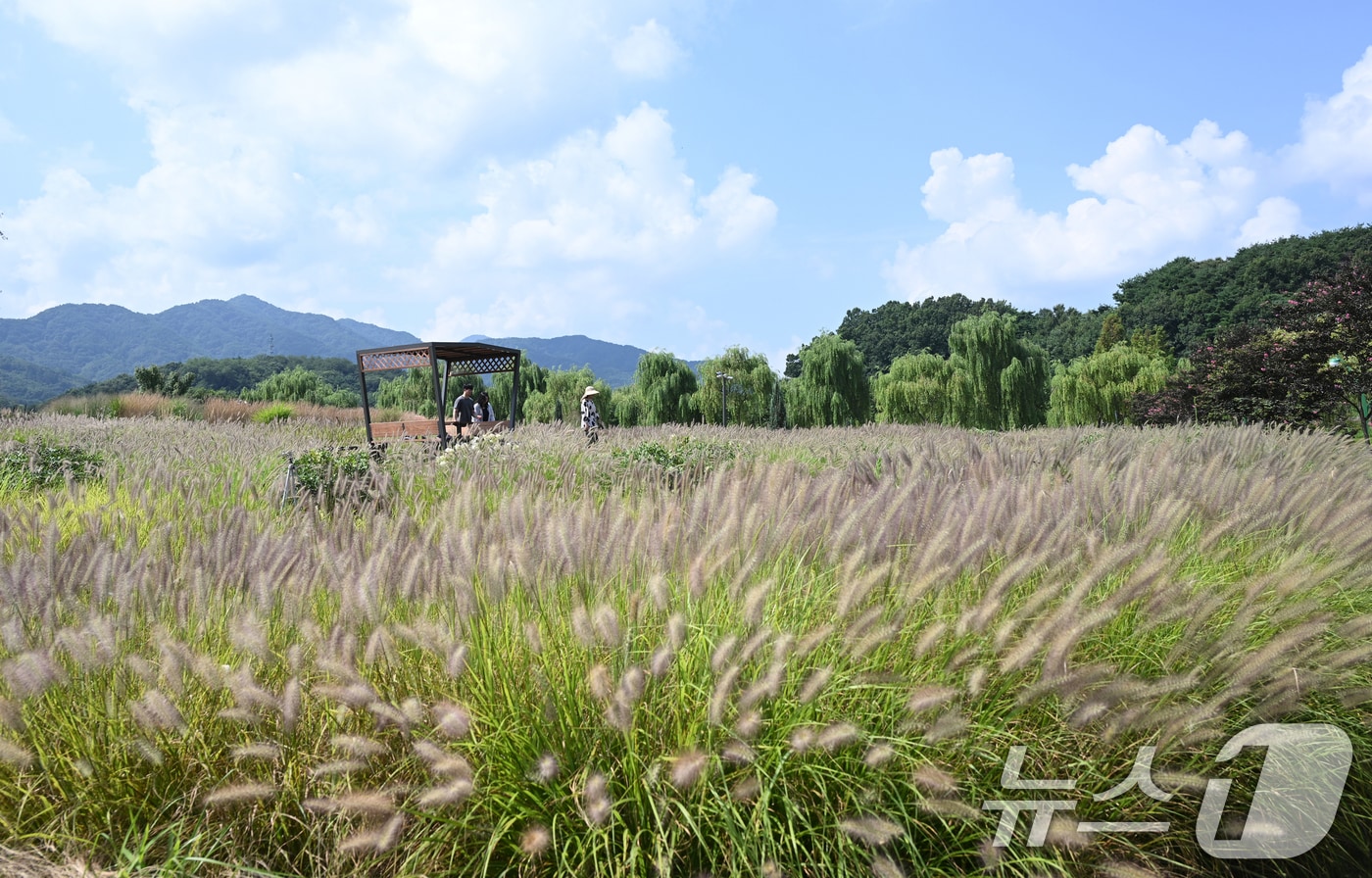 처서를 이틀 앞둔 21일 경남 거창군 남상면 거창창포원에 '가을의 전령'으로 불리는 수크령이 피어있다. (거창군 제공. 재판매 및 DB 금지) 2025.8.21/뉴스1