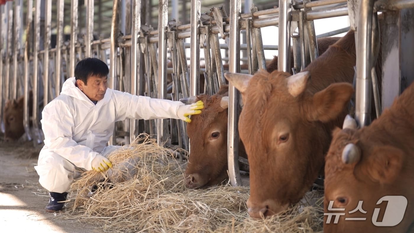 창녕군 한판석씨 농가 한우들(창녕군 제공. 재판매 및 DB금지).