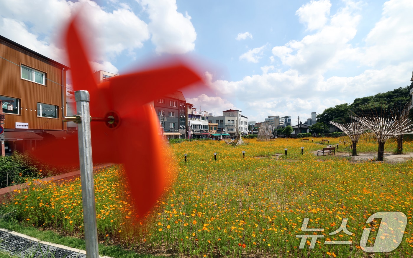 절기상 처서(處暑)를 하루 앞둔 22일 오후 경기 수원시 팔달구 화성행궁 인근에 황화코스모스가 만개해 있다. 2025.8.22/뉴스1 ⓒ News1 김영운 기자