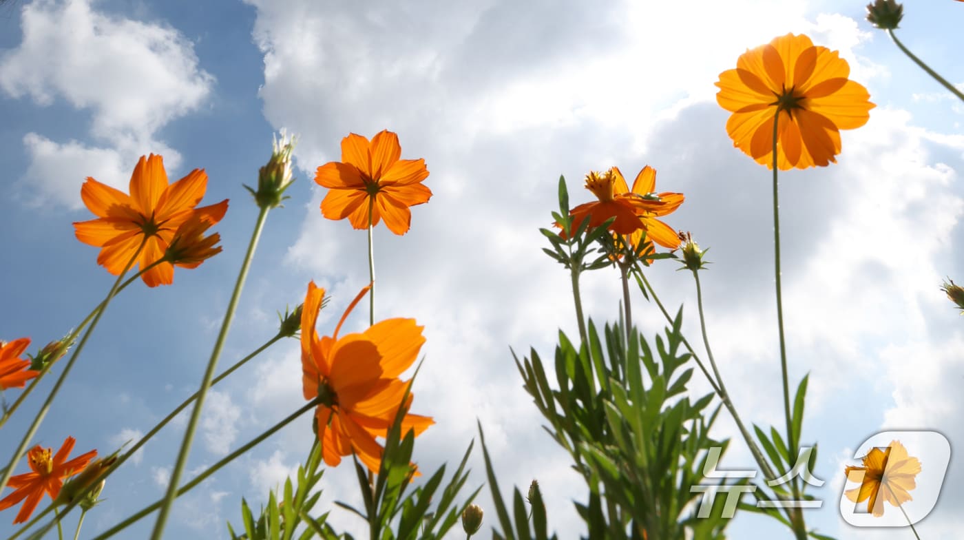 절기상 처서(處暑)를 하루 앞둔 22일 오후 경기 수원시 팔달구 화성행궁 인근에 황화코스모스가 만개해 있다. 2025.8.22/뉴스1 ⓒ News1 김영운 기자