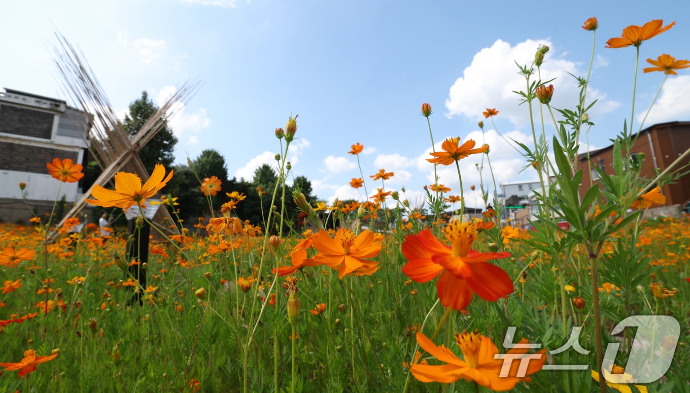 코스모스. &lt;자료사진&gt; 2025.8.22/뉴스1 ⓒ News1 김영운 기자