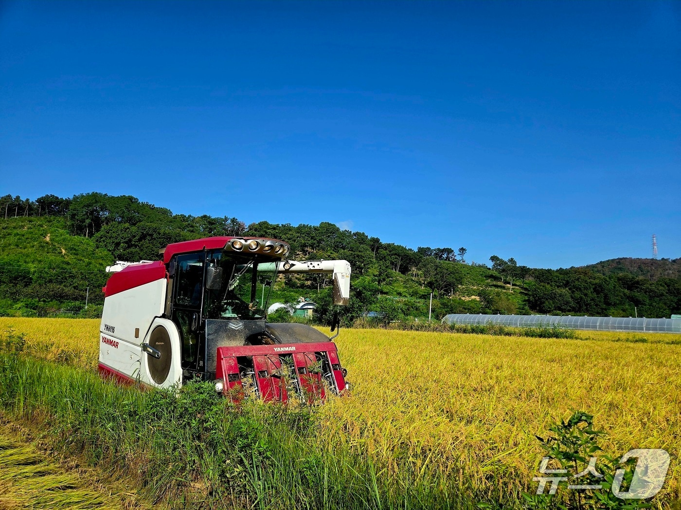 지난 23일 대구 달성군은 첫 벼 베기 작업을 시작했다.(대구 달성군 제공.재판매 및 DB 금지)