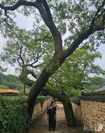 산청 남사예담촌의 부부 회화나무.