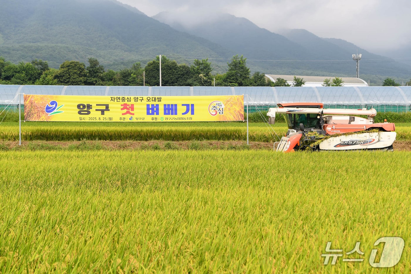 양구지역 첫 벼 베기.(양구군 제공. 재판매 및 DB금지)/뉴스1