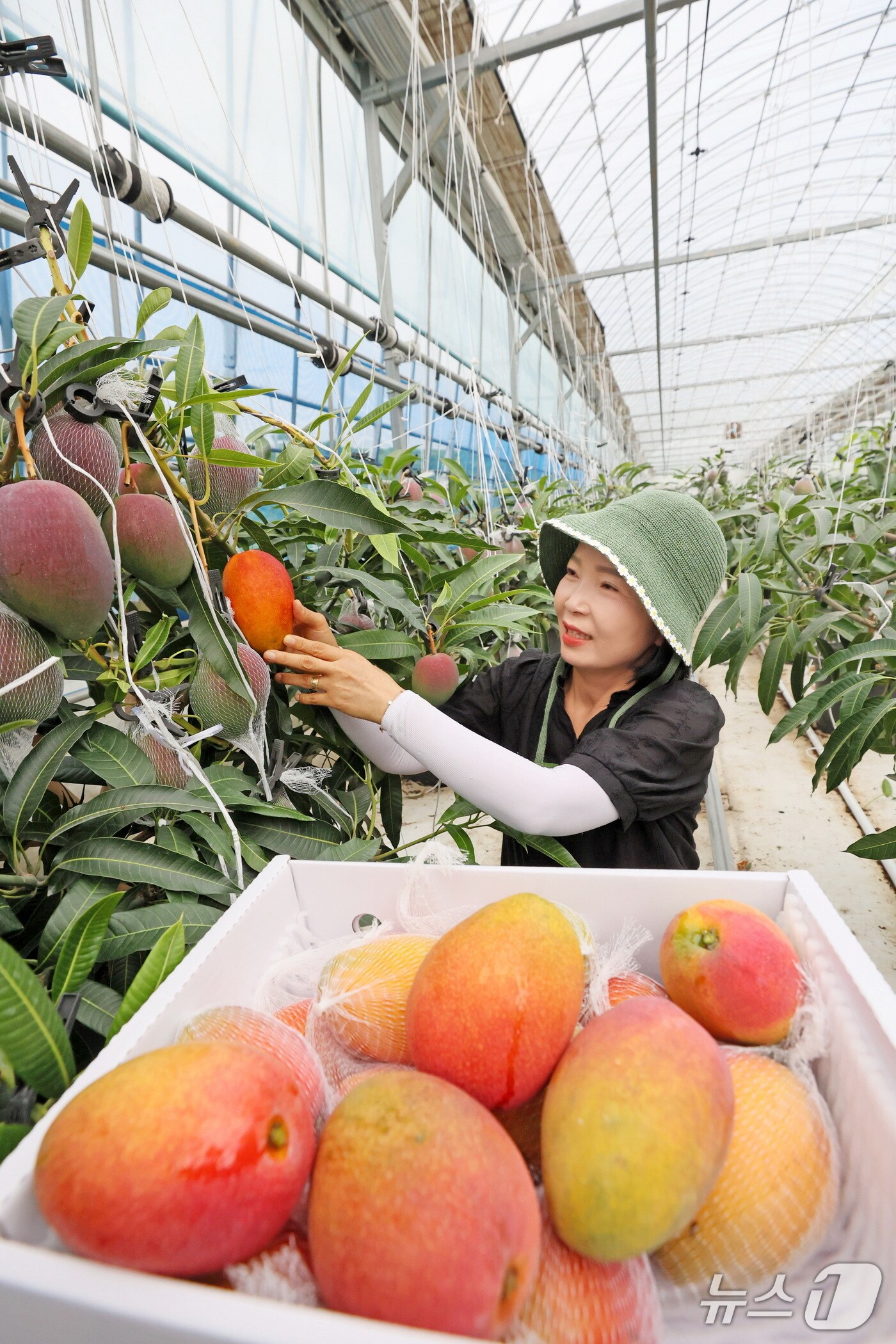 전북 임실군이 기후변화와 농촌 고령화에 대응하기 위해 시범적으로 도입한 '애플망고'가 수확을 시작했다.(임실군제공. 재판매 및 DB금지)2025.8.25/뉴스1