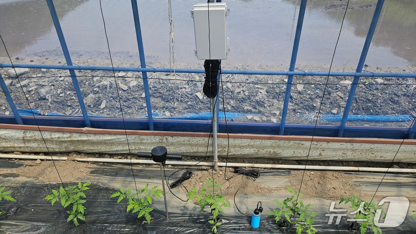 25일 전북 진안군이 ‘시설 토경 관개 자동제어 시스템’을 토마토 농가 3개소에 시범 보급했다.(진안군제공. 재판매 및 DB금지)2025.8.25/뉴스1