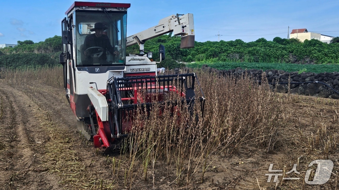 참깨 '하니올' 기계 수확 현장.(제주도 제공. 재판매 및 DB 금지)