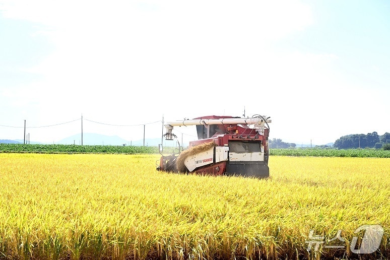 국내 최초 남북 교배 품종 평원벼 수확 장면. (파주시 제공, 재판매 및 DB금지)