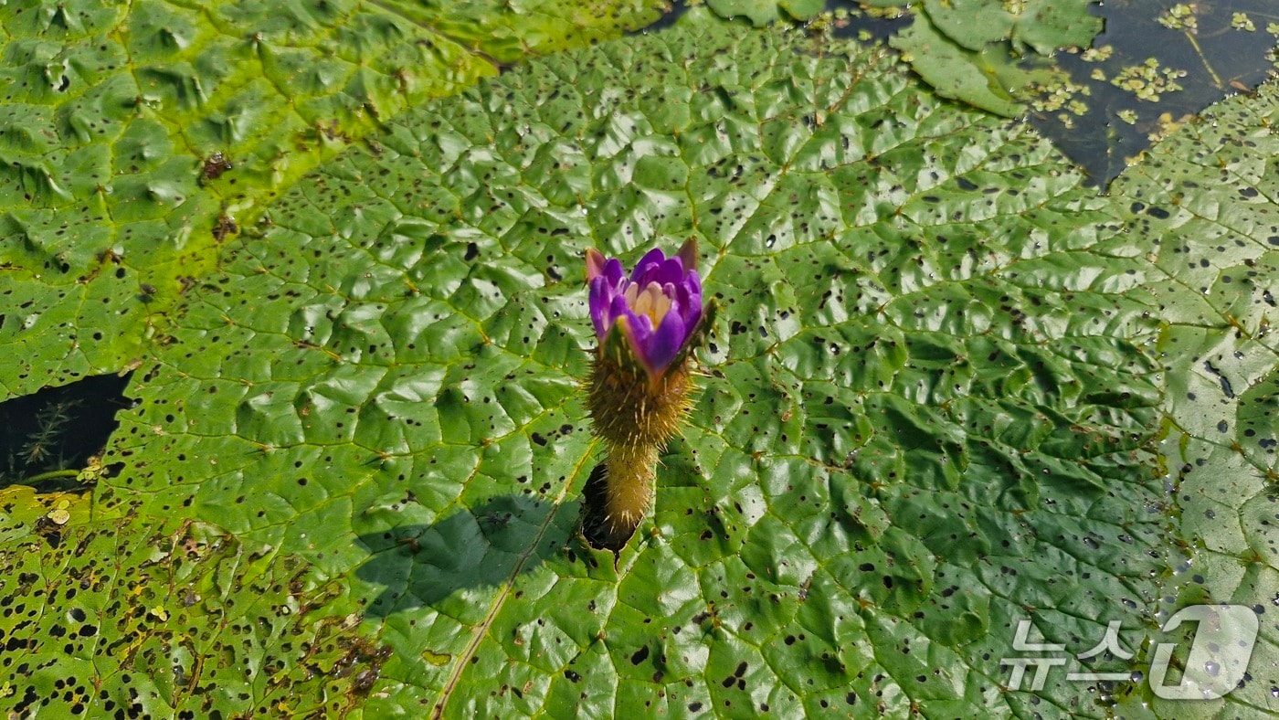 창녕 우포늪체험장에 개화한 가시연꽃&#40;창녕군 제공. 재판매 및 DB금지&#41;.