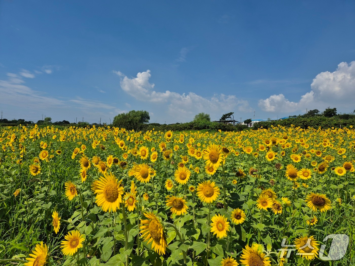 울산 대왕암공원 초화단지에 해바라기가 만개했다.(울산 동구 제공. 재판매 및 DB금지)/뉴스1