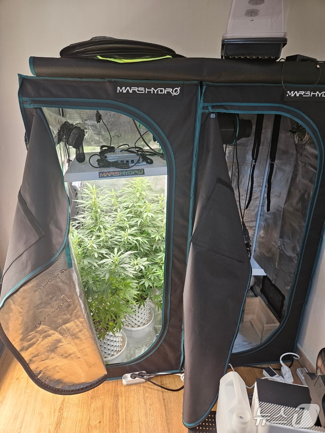 적발된 대마 재배 현장(중부지방해양경찰청 제공.재판매 및 DB금지)