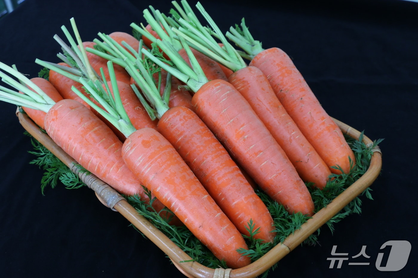 탐라홍(제주농업기술원 제공)/뉴스1