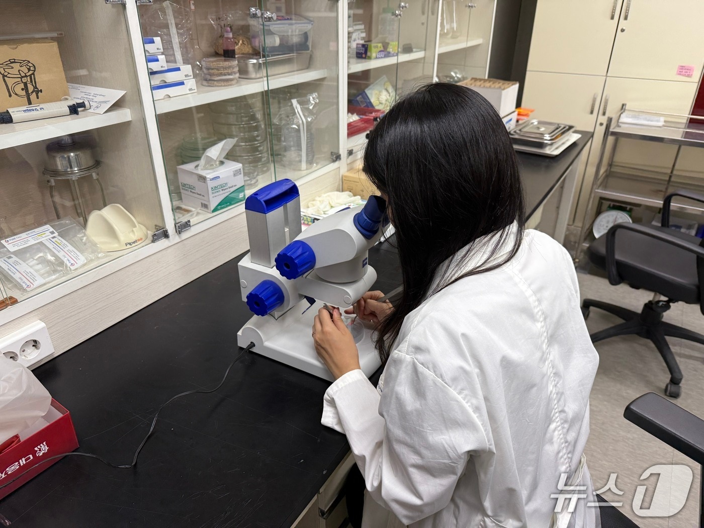 전북 진안군이 오는 9월 20일까지 딸기 정식을 앞둔 재배 농가를 대상으로 화아(꽃눈)분화 검경 서비스를 실시한다.(진안군제공. 재판매 및 DB금지)2025.8.28/뉴스1