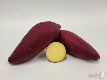 경북도는 21일부터 9월 5일까지 시군 농업기술센터를 통해 2026년 고구마 무병묘 분양 수요조사를 실시한다.사진은 고구마 소담미 품종(경북도 제공, 재판매 및 DB 금지) /뉴스1