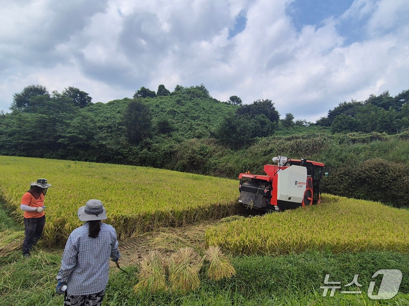 산청군 차황면 상중마을 백금택 농가의 첫 벼 수확 장면(산청군 제공. 재판매 및 DB금지).