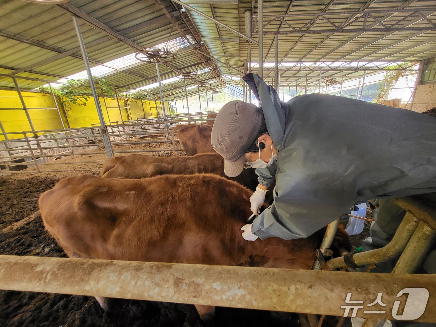 구제역 예방접종 모습.(전남도 제공. 재판매 및ㅊ DB금지)2025.8.31/뉴스1