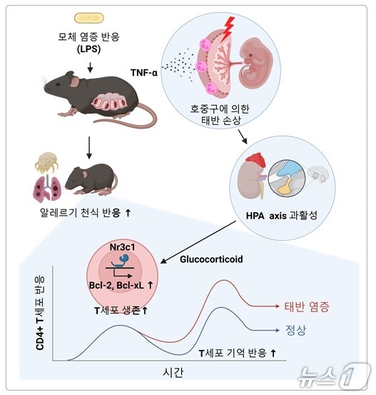 모체 염증 반응이 소아의 알레르기 면역 반응을 증가시키는 기전 모식도(KAIST 제공) /뉴스1