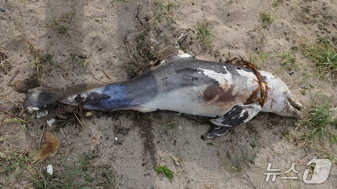 지난 1일 제주시 구좌읍 하도해수욕장에서 낚시줄에 걸린 새끼돌고래가 죽은 채 발견됐다.(다큐제주, 제주대학교 고래·해양생물보전연구센터 제공. 재판매 및 DB 금지)