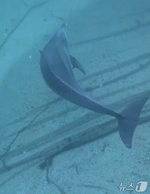 지난 3일 제주시 신엄포구 인근 해상에 설치된 그물에 갇힌 남방큰돌고래.(제주해양경찰서 제공. 재판매 및 DB 금지)