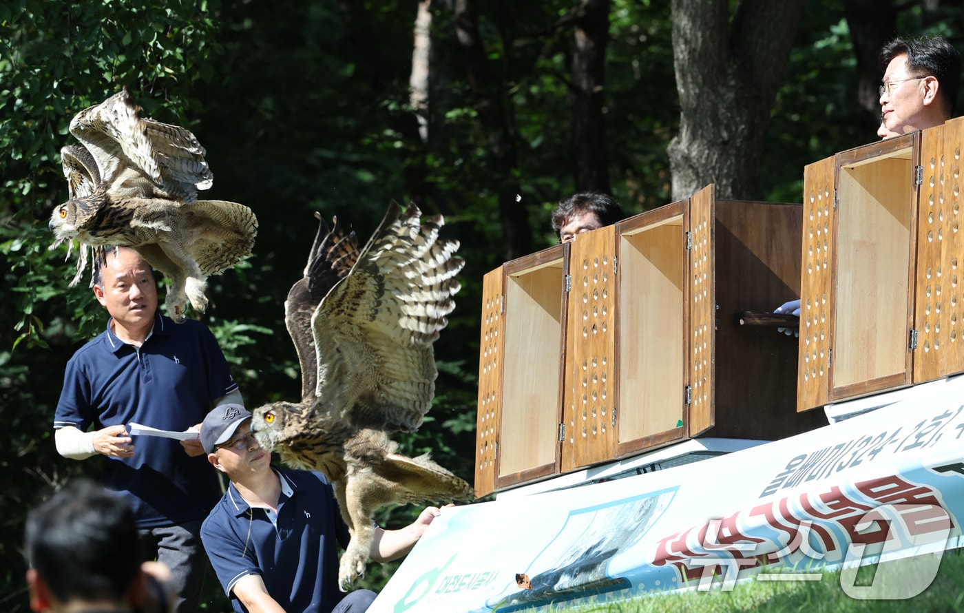 멸종위기종 올빼미와 수리부엉이 자연 방사 2025.8.4/뉴스1 ⓒ News1 김기태 기자