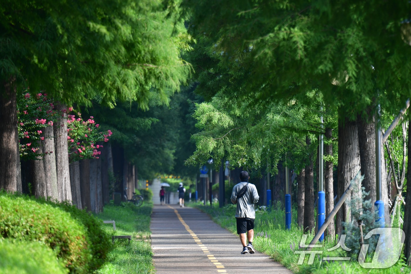 5일 오전 경북 포항시 북구 우현동 철길 숲길에서 시민들이 아침 운동을 하고 있다. 2025.8.5/뉴스1 ⓒ News1 최창호 기자