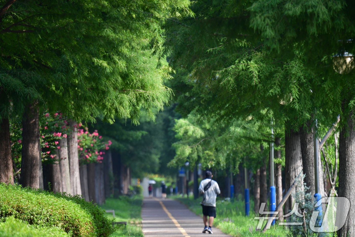 5일 오전 경북 포항시 북구 우현동 철길 숲길에서 시민들이 아침 운동을 하고 있다. 2025.8.5/뉴스1 ⓒ News1 최창호 기자