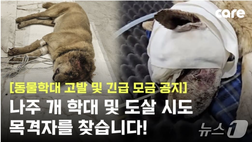 전남 나주에서 동물학대 사건이 발생하면서 동물권단체인 케어가 학대 사건 고발과 치료비를 위한 모금을 벌이고 있다.(사진=동물권단체 케어 갈무리) 2025.8.5