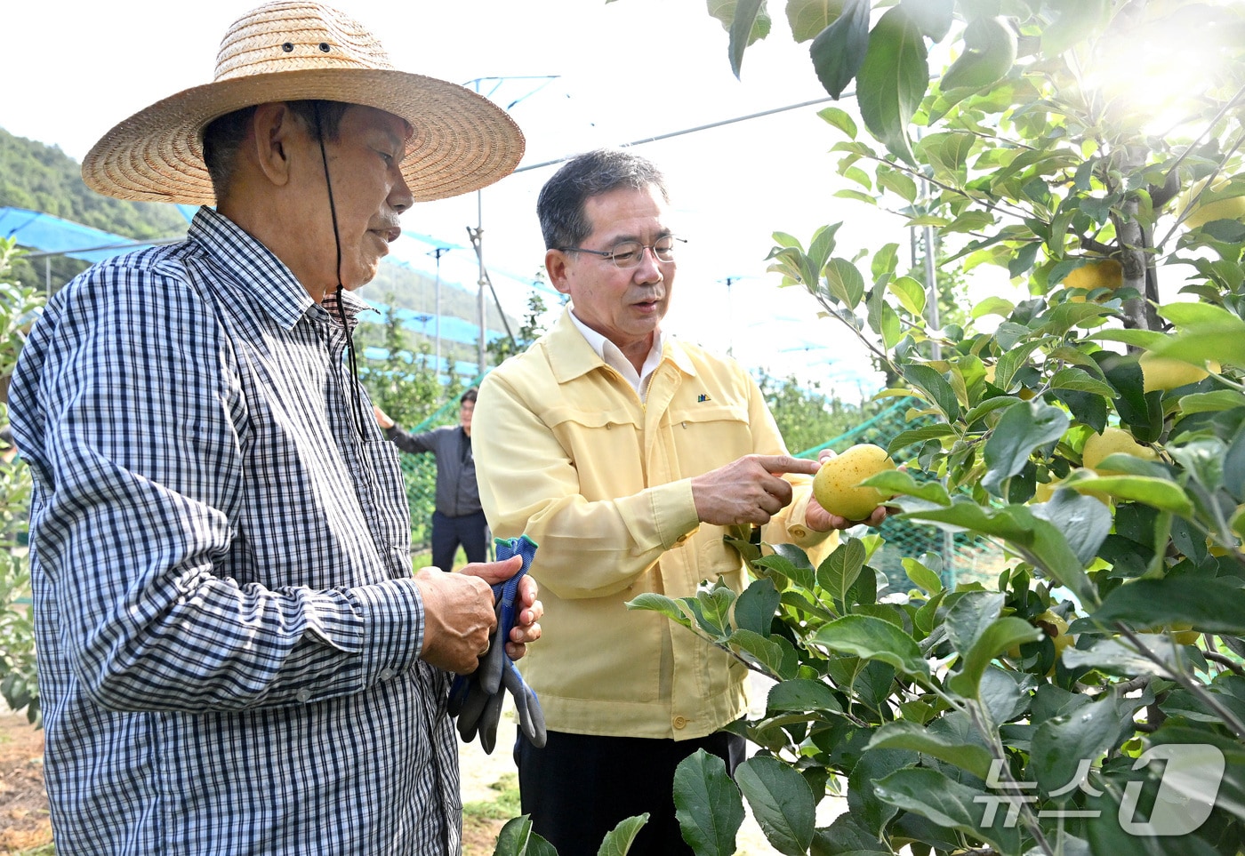 김진열 군위군수(오른쪽)와 홍성일 경북 1호 사과명장이 군위읍 내량리의 과수농가에서 신품종인 여름사과 '골든볼'을 살펴보고 있다.(군위군 제공. 재판매 및 DB금지)