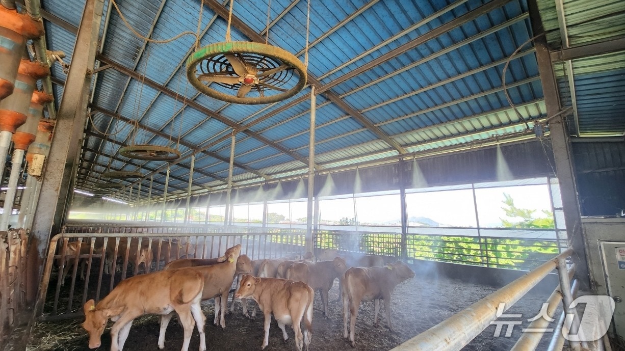 김해시가 가축 폭염 피해를 줄이기 위해 지원에 나선다. 사진은 김해시 한림면의 한 한우농가에 쿨링포그가 가동되는 모습.(김해시 제공. 재판매 및 DB금지)