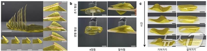 단일 로봇 종이로부터 유도되는 다양한 형상 변형 및 이의 활용 예시 (KAIST 제공) /뉴스1