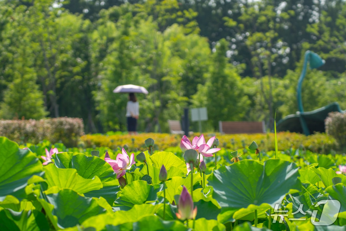 북구 연암정원에 지난달 말 부터 연꽃이 개화해 여름철 볼거리를 제공하고 있다. (울산 북구 제공. 재판매 및 DB금지)/뉴스1