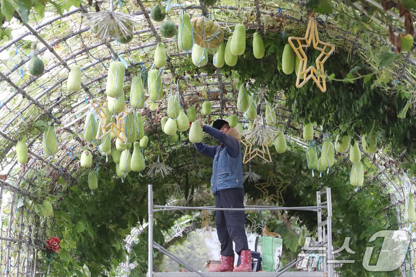입추(立秋)를 하루 앞둔 6일 대구 북구 금호강 하중도에서 시설 관리자가 익어가는 관상용 박과 호박 등이 떨어지지 않도록 줄로 고정하고 있다. 2025.8.6/뉴스1 ⓒ News1 공정식 기자