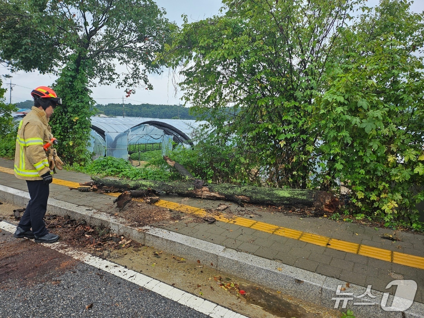 폭우에 쓰러진 나무(경기북부소방재난본부 제공, 재판매 및 DB 금지)/뉴스1