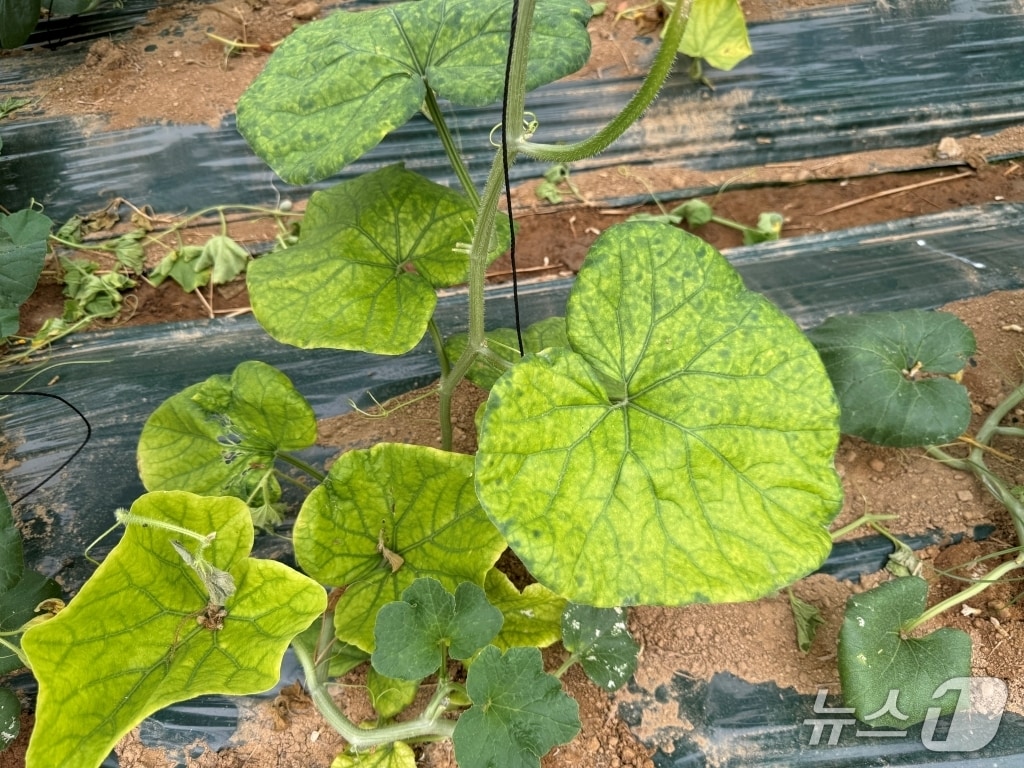 황화 현상을 보이는 멜론 잎. (경기도 제공. 재판매 및 DB금지)