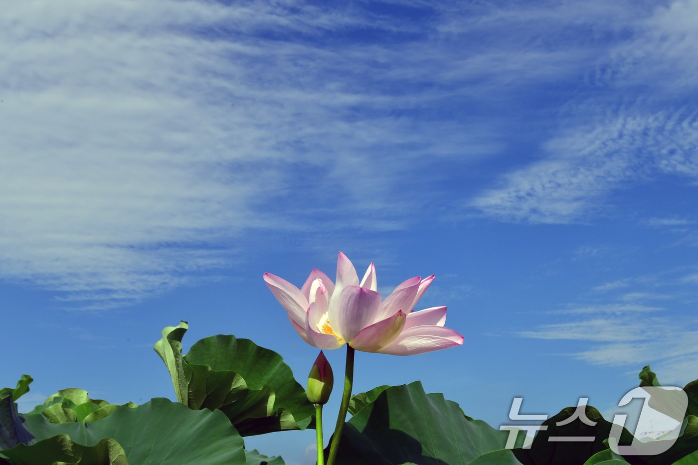 절기상 입추인 7일 오전 경북 포항시 남구 연일읍 연밭에서 연꽃들이 가을을 맞이하고 있다. 2025.8.7/뉴스1 ⓒ News1 최창호 기자